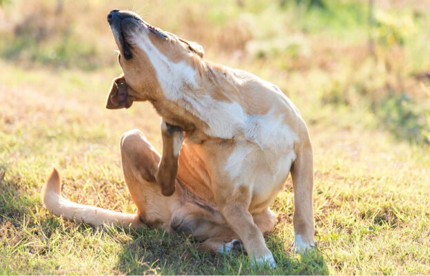 Собака чешется лапой